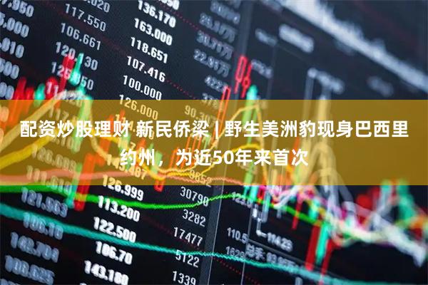 配资炒股理财 新民侨梁 | 野生美洲豹现身巴西里约州，为近50年来首次